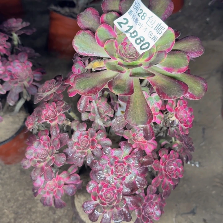 21080丽娜多肉植物