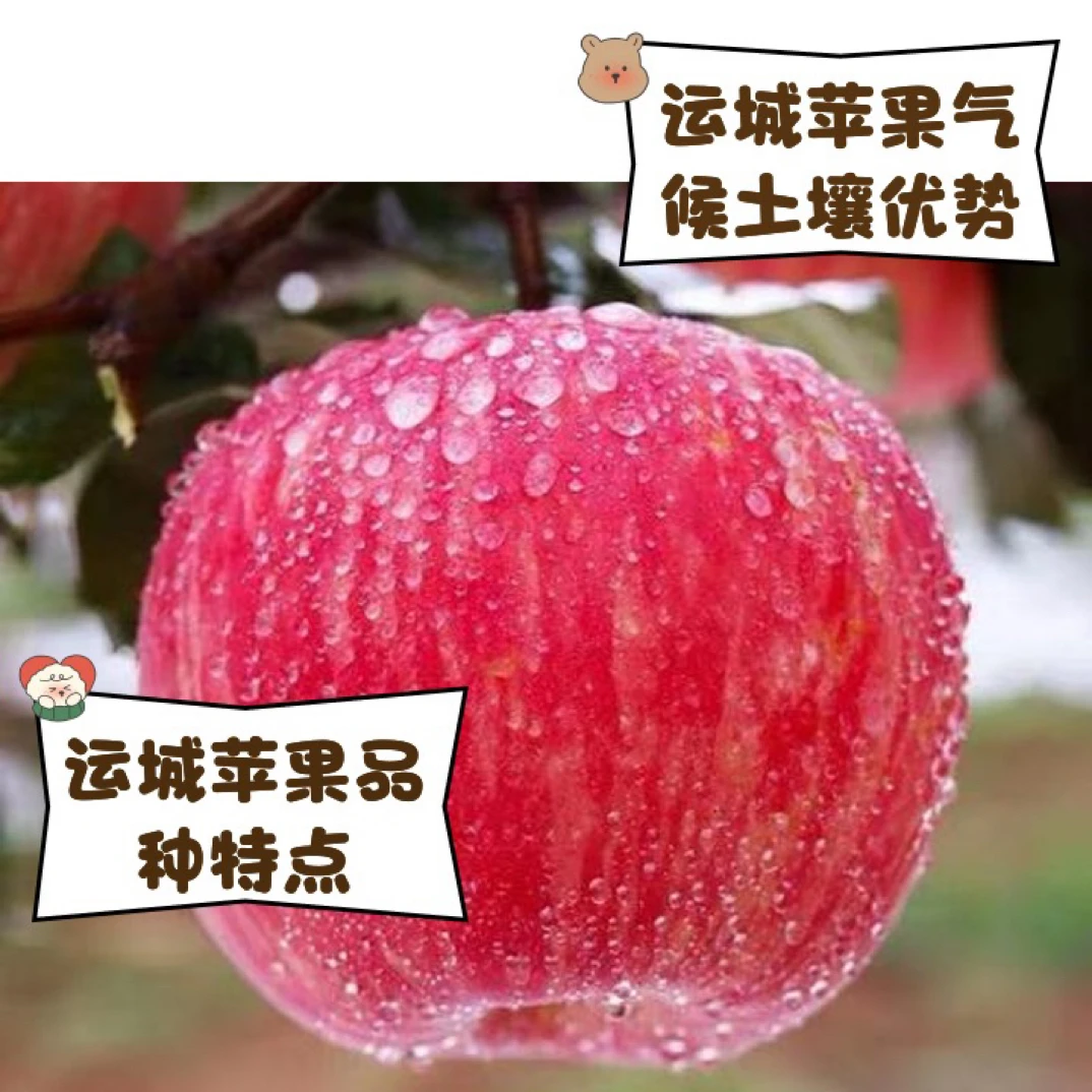 山西运城冰糖心丑苹果红富士新鲜脆甜多汁现摘应季水果产地直发