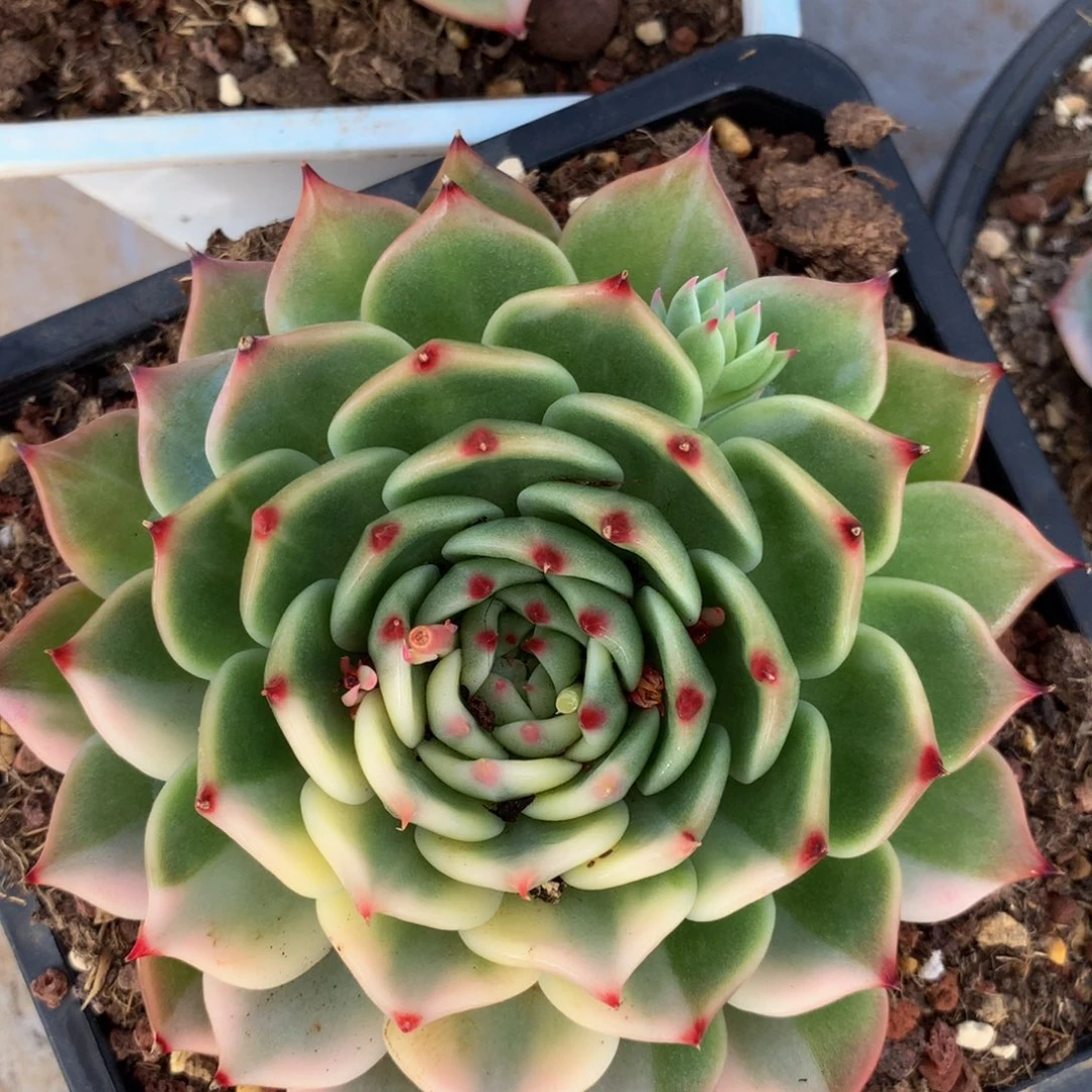 黄吉娃娃锦锦上园艺一物一拍