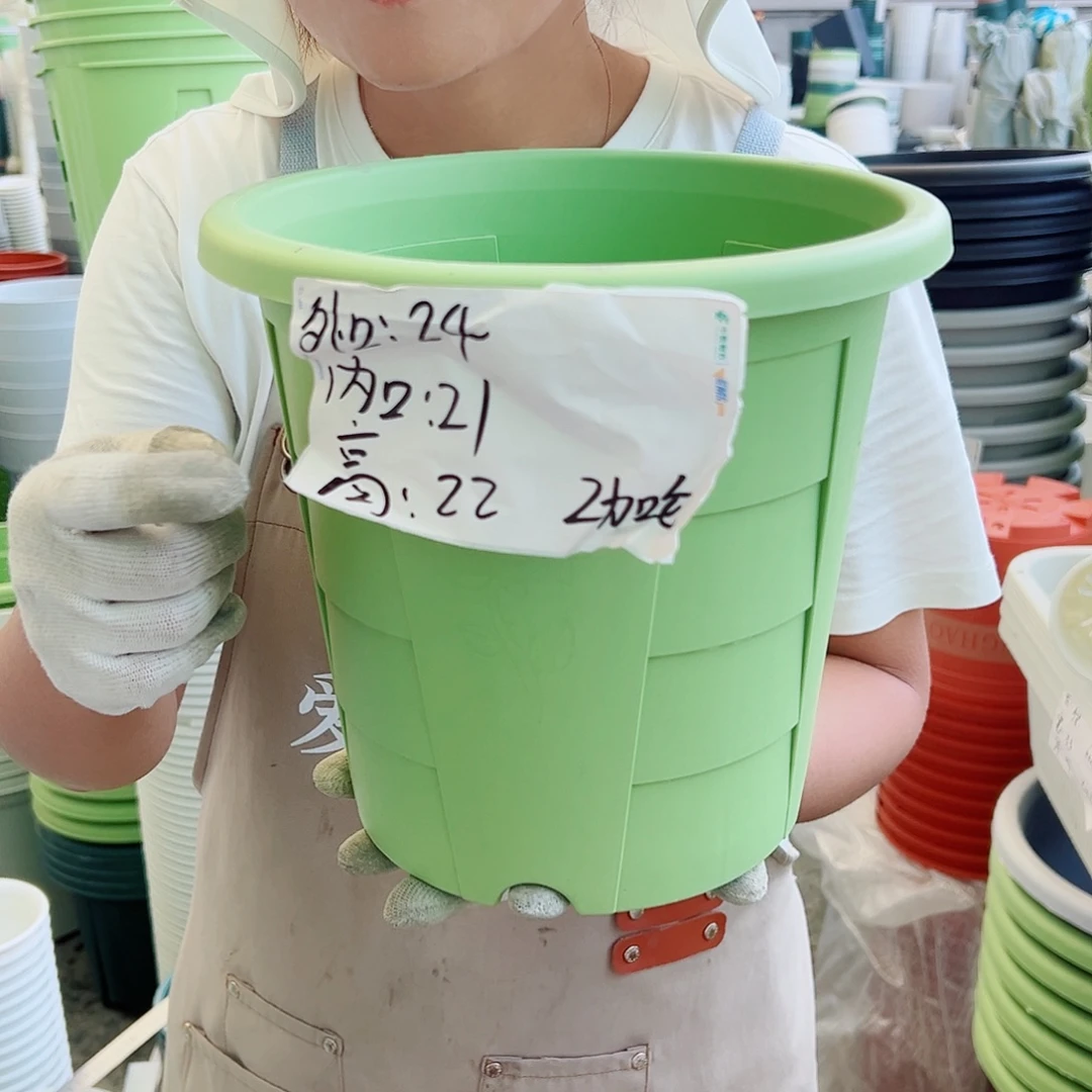 玫瑰240#果绿色5个无托