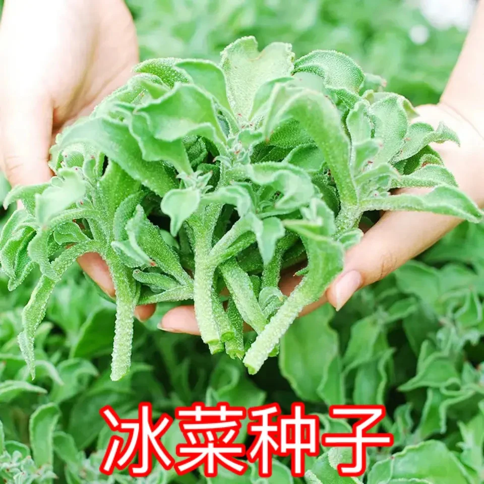 【冰菜种子】冰晶菜水晶冰菜种子自带咸味阳台盆栽家庭小院种菜