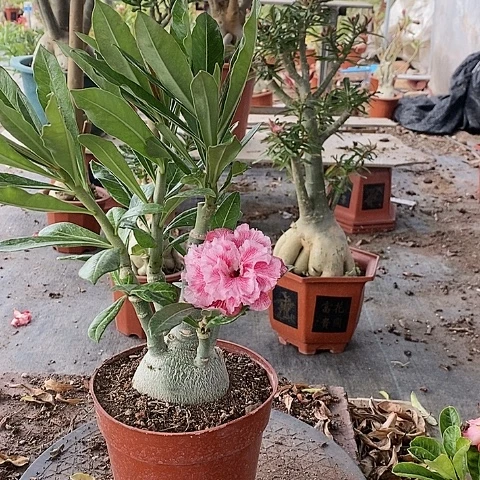 【闪购商品】无花朵糖***朱