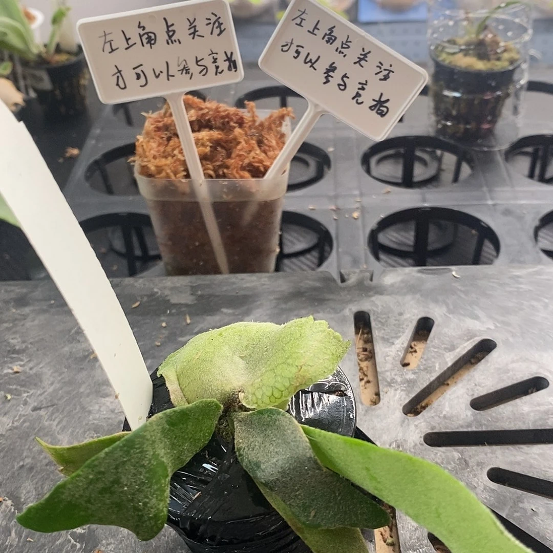 无花朵侏儒塔苏塔鹿角蕨