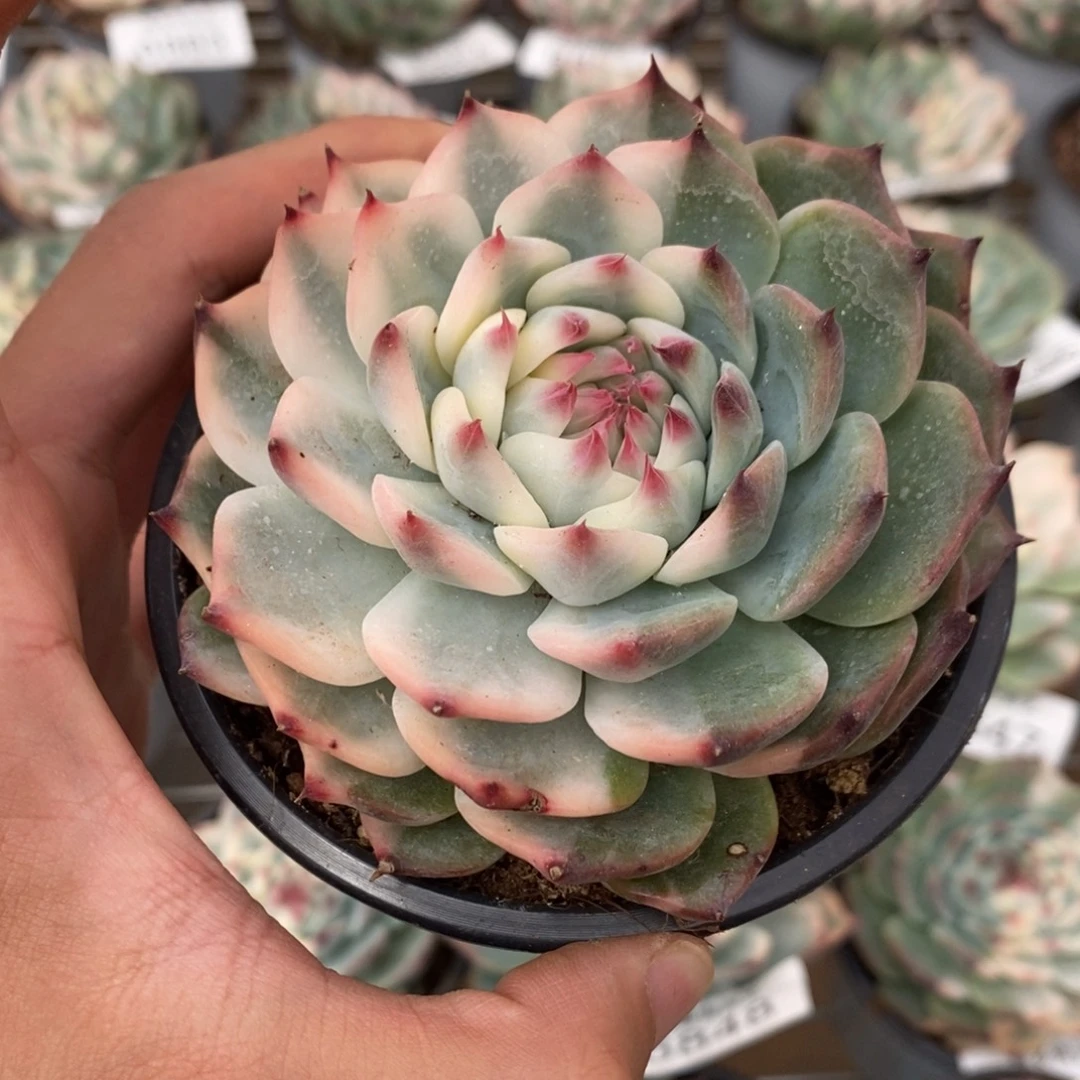 吉娃娃锦多肉植物6889
