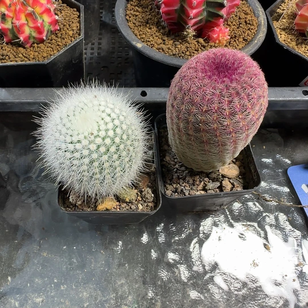 实生红太阳1棵➕白小丁1棵