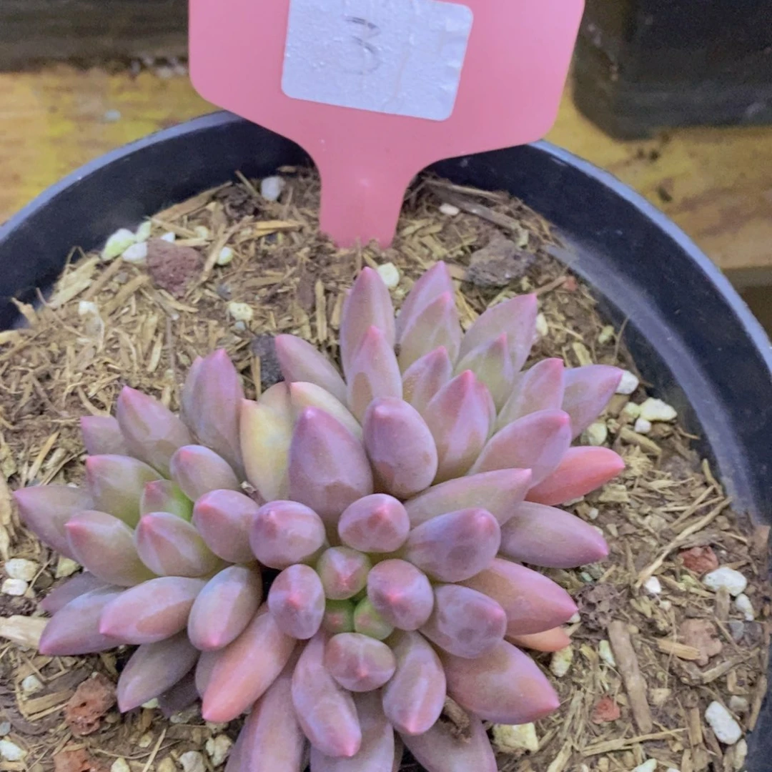 开心多肉，一单包邮2场