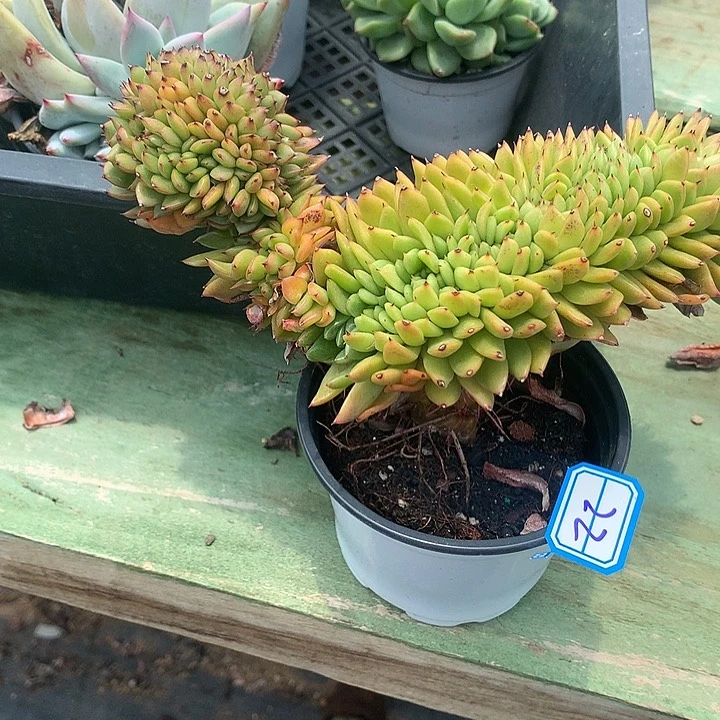 用***子一物一拍东云杂多肉22