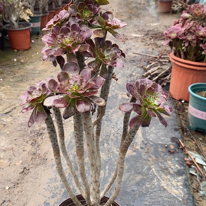 黑法多肉植物047