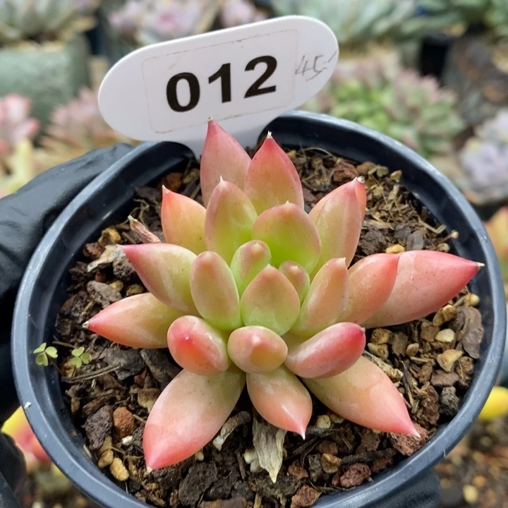 012号，美人新品，透体，4546