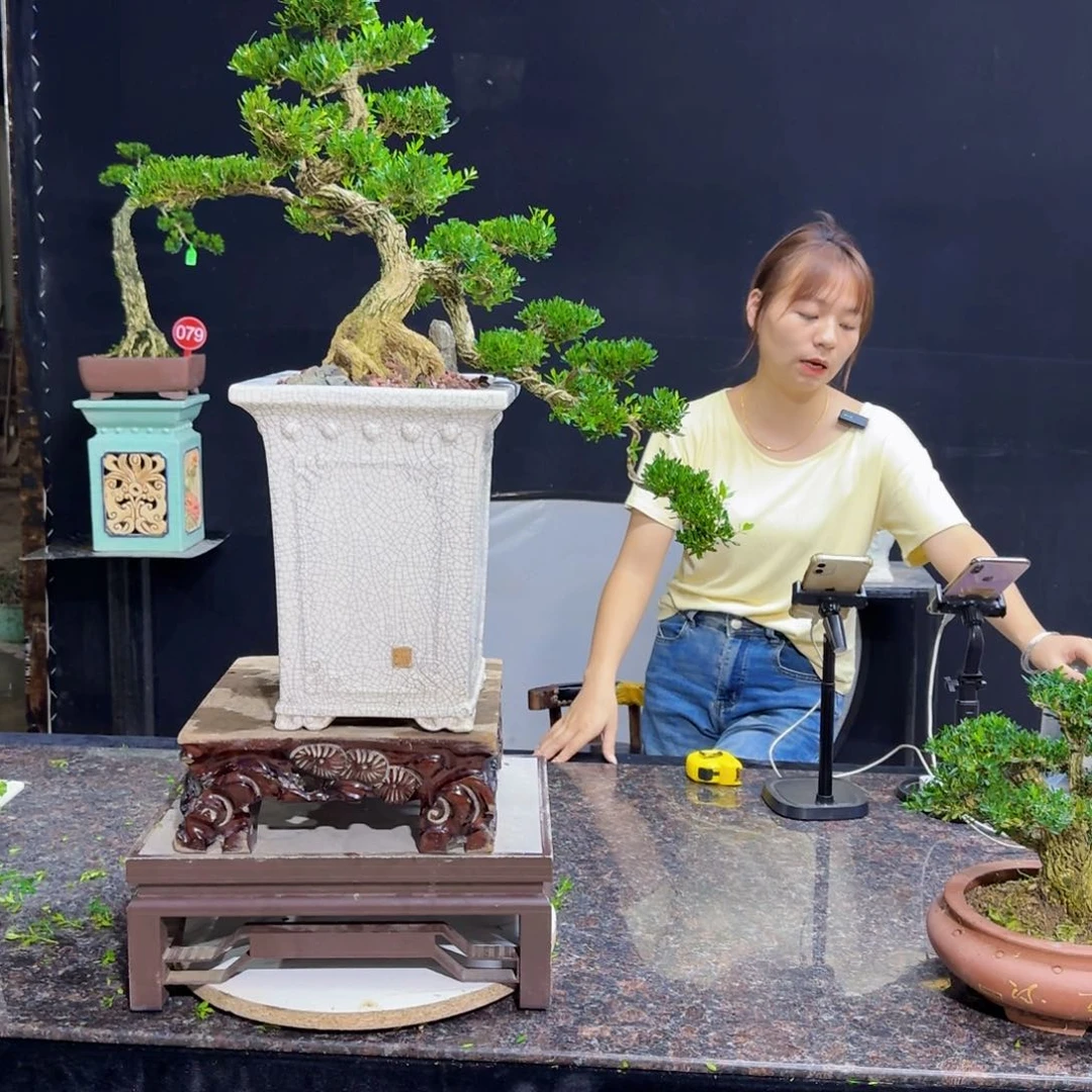 当前无花朵，栽培后可花朵