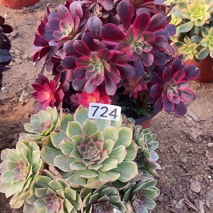 724组合无售后多肉植物