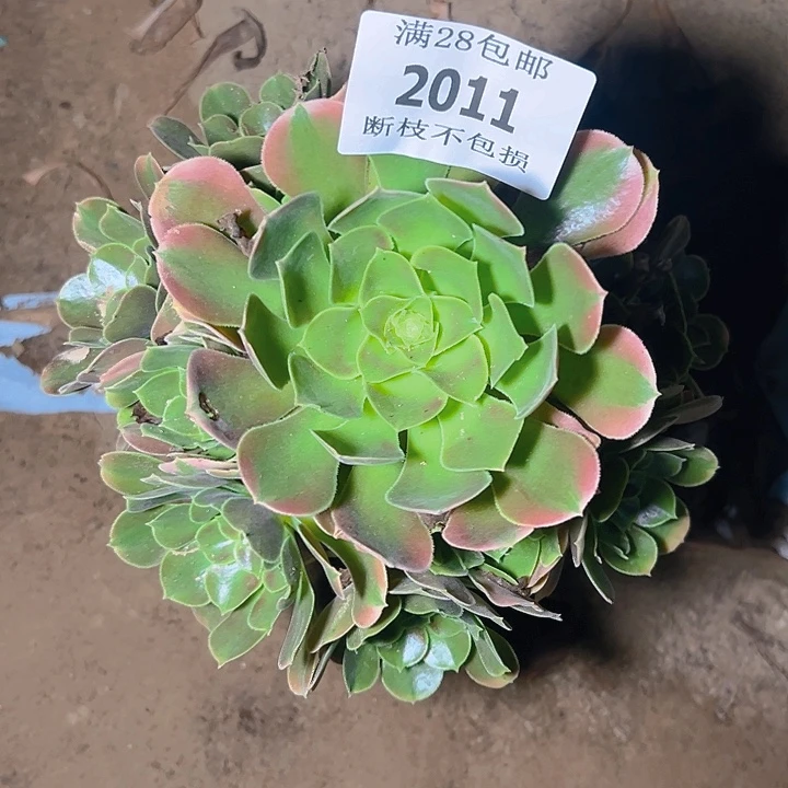 2011香妃多肉植物保护