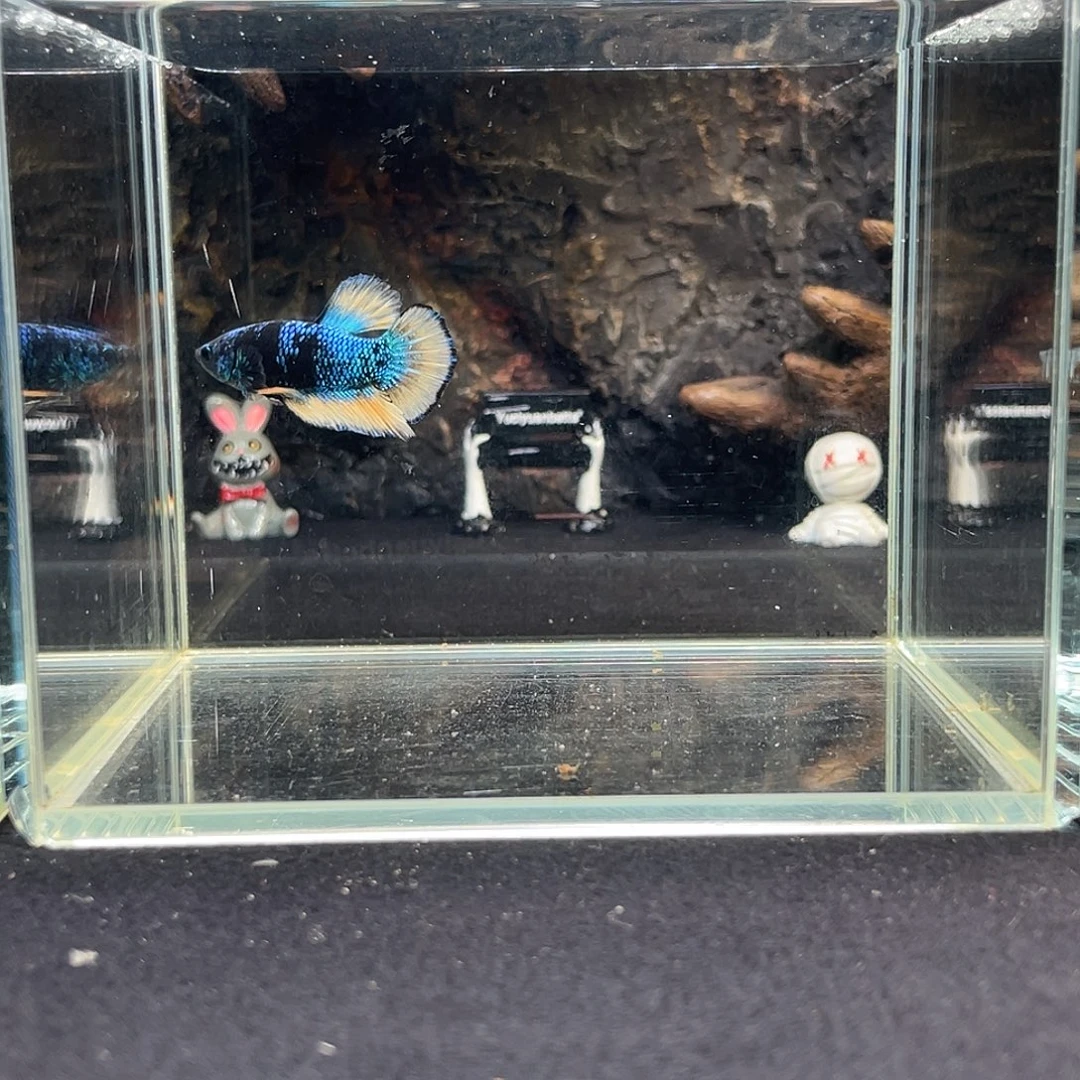 斗鱼十月十六日竞价