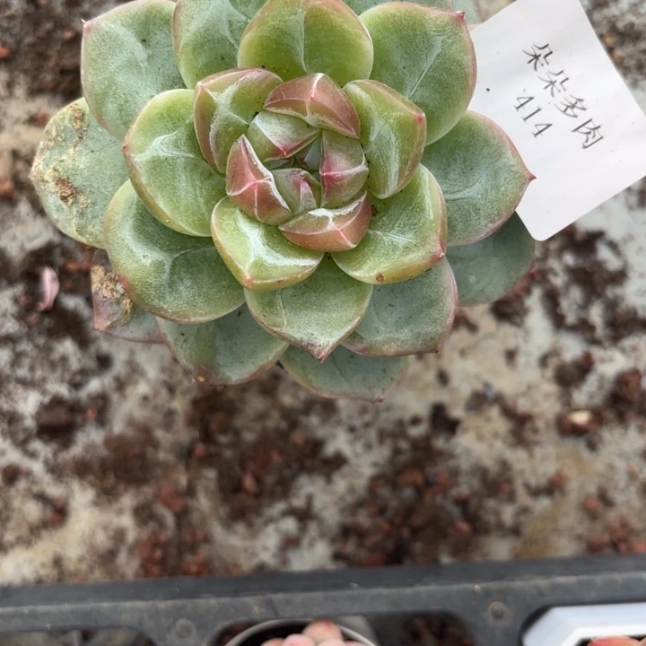 战后414压压哑哑呀呀呀呀呀呀呀呀雨