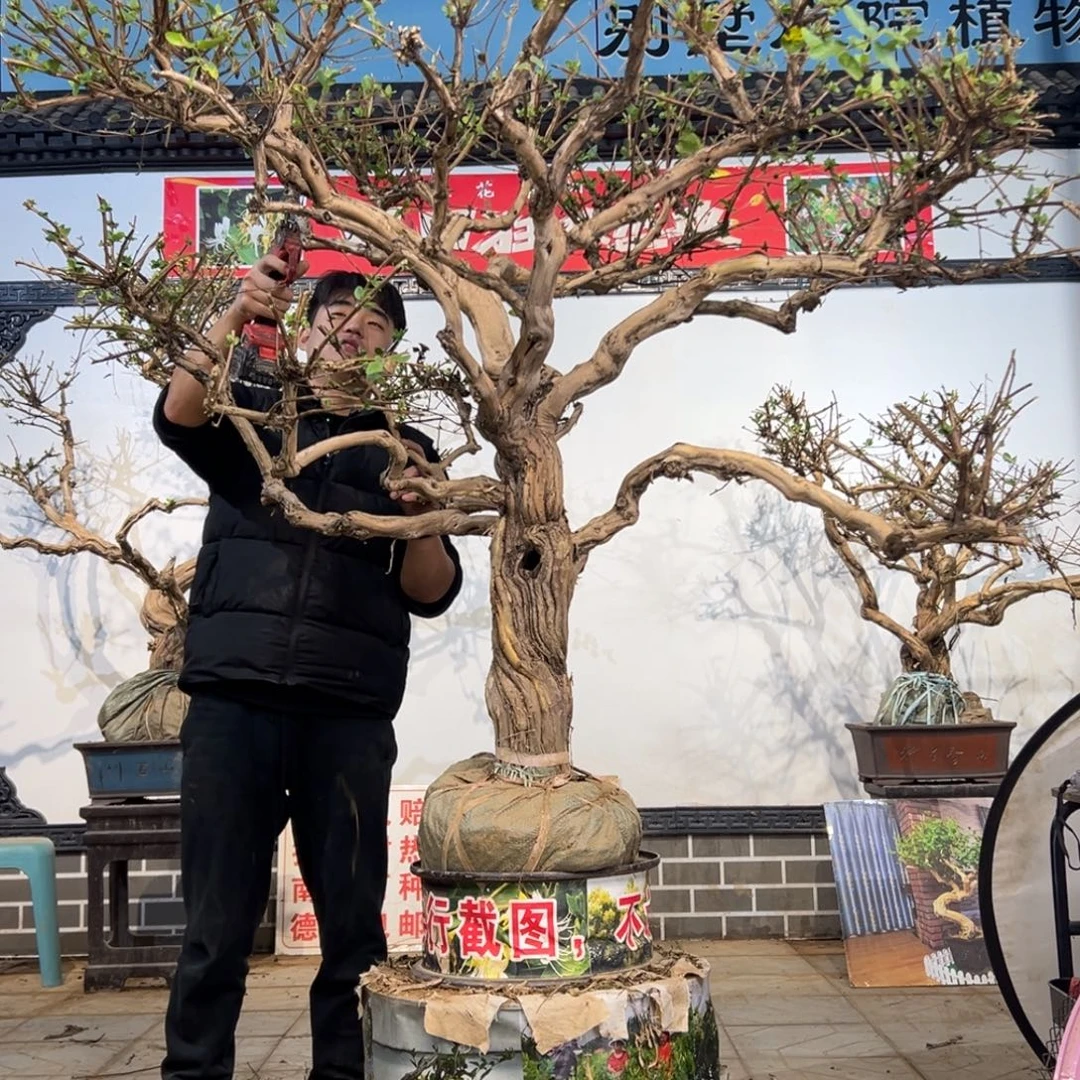 无花朵金银开花22555885566