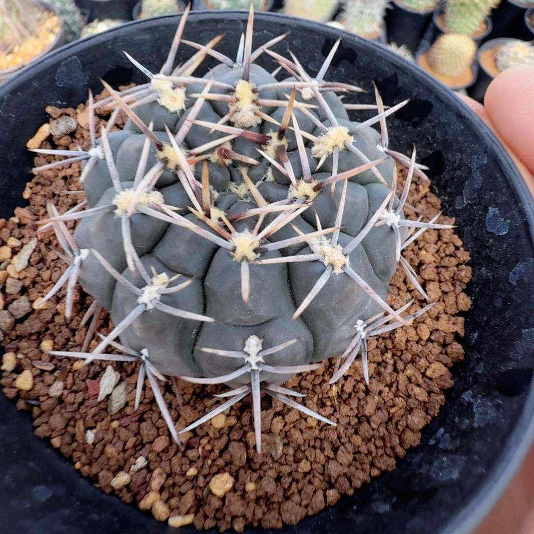 强刺怪龙丸脱土发货