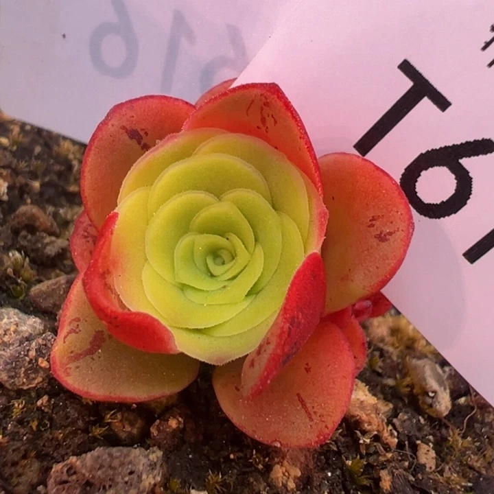 向**花MLx各种贵货 侧牙 t617. 多肉