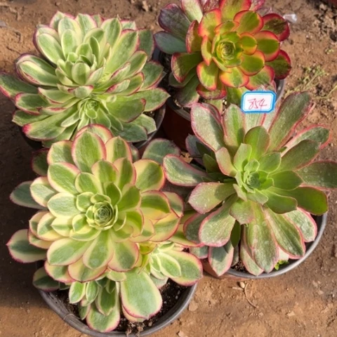 854多肉植物组合