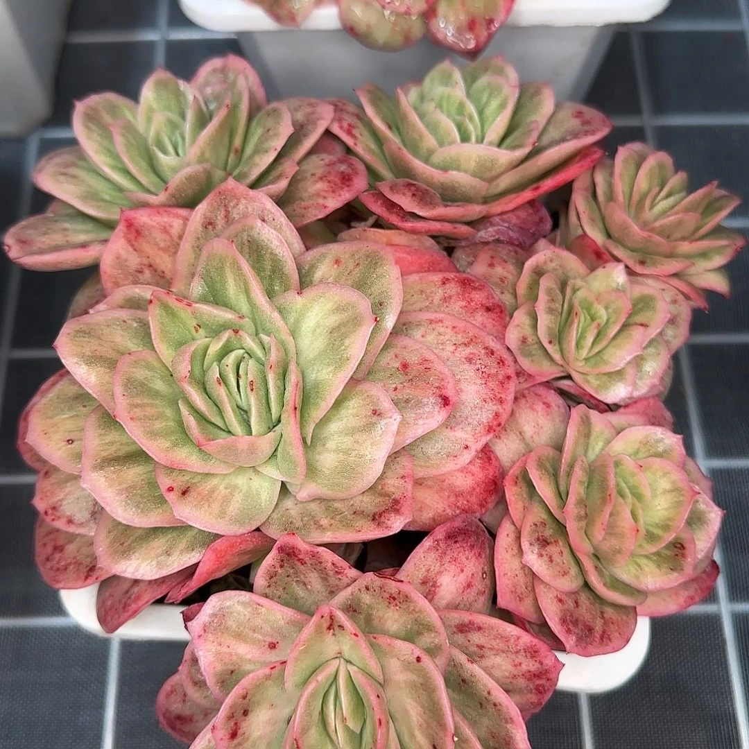 从前慢花园精选0117/冰玫瑰锦大