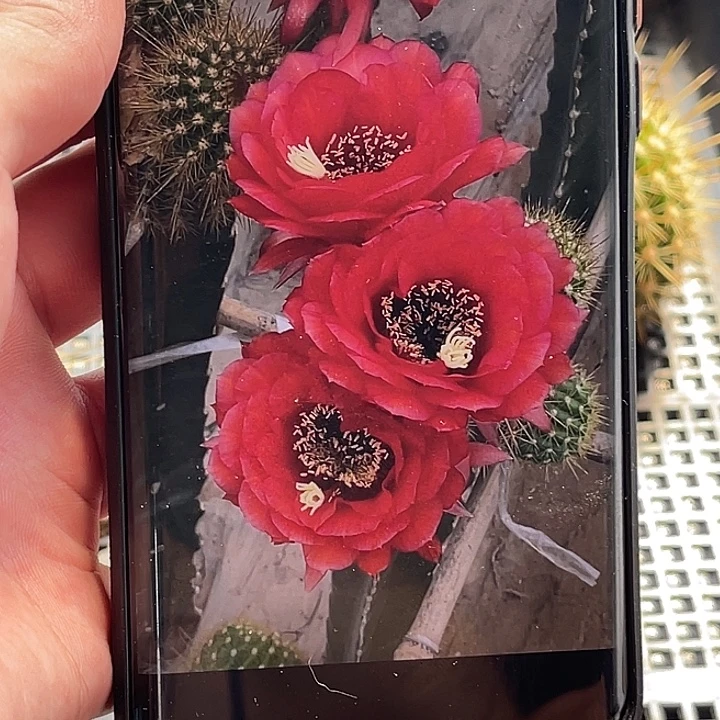 毛 红星侧芽 歪 满20包邮6公分