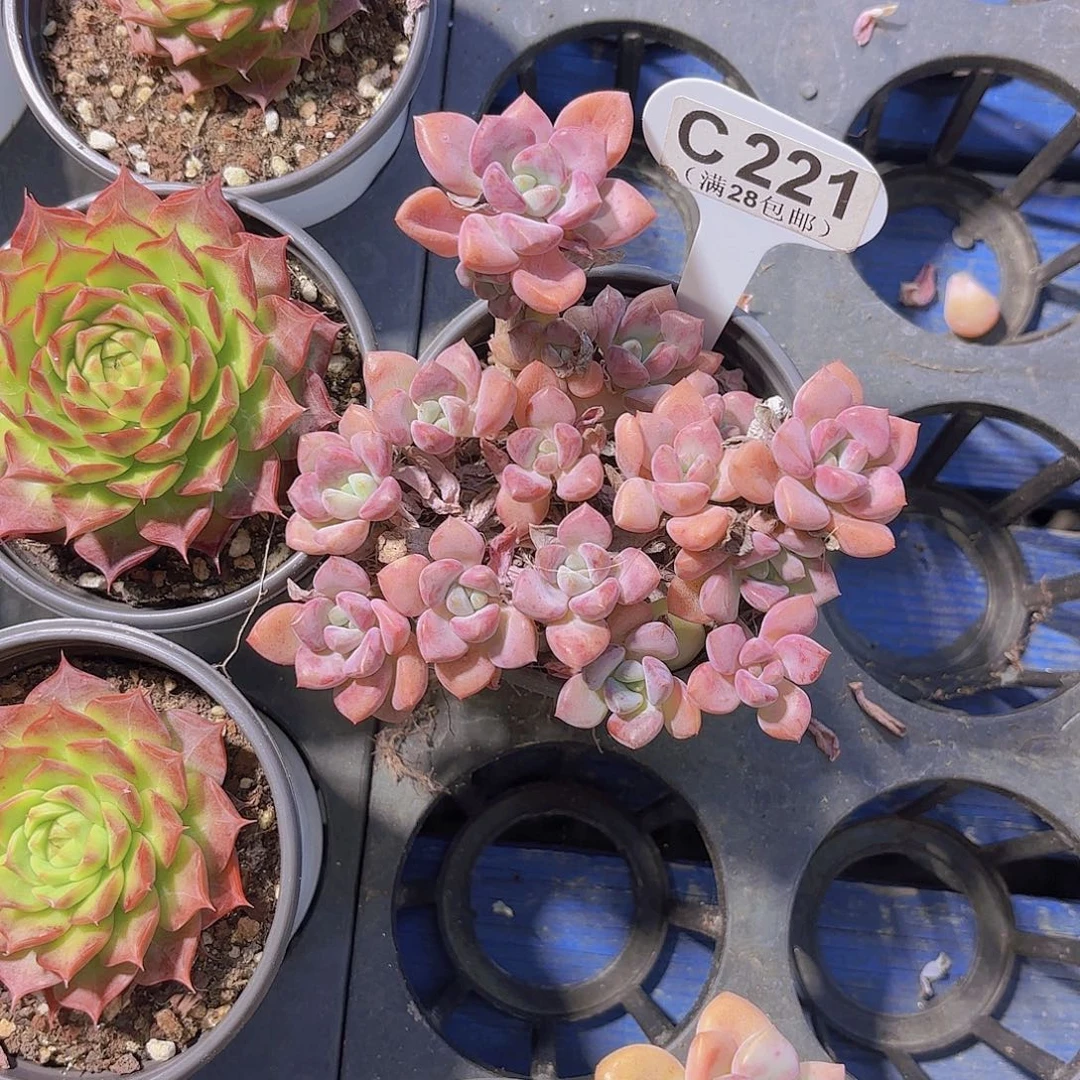 俊***3C221花瓣路一物一拍