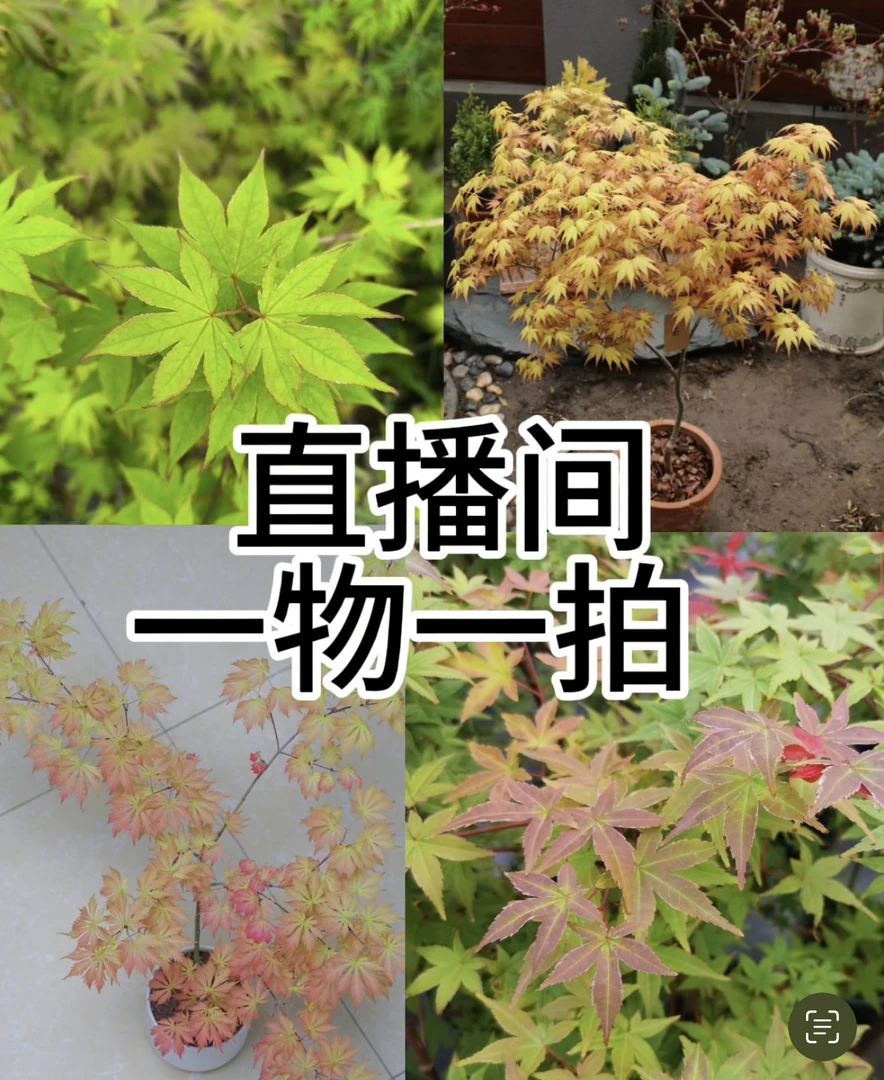 直播间 一物一拍 枫树红舞姬月升橙色蕾丝黄金流泉约旦女神希拉蕊