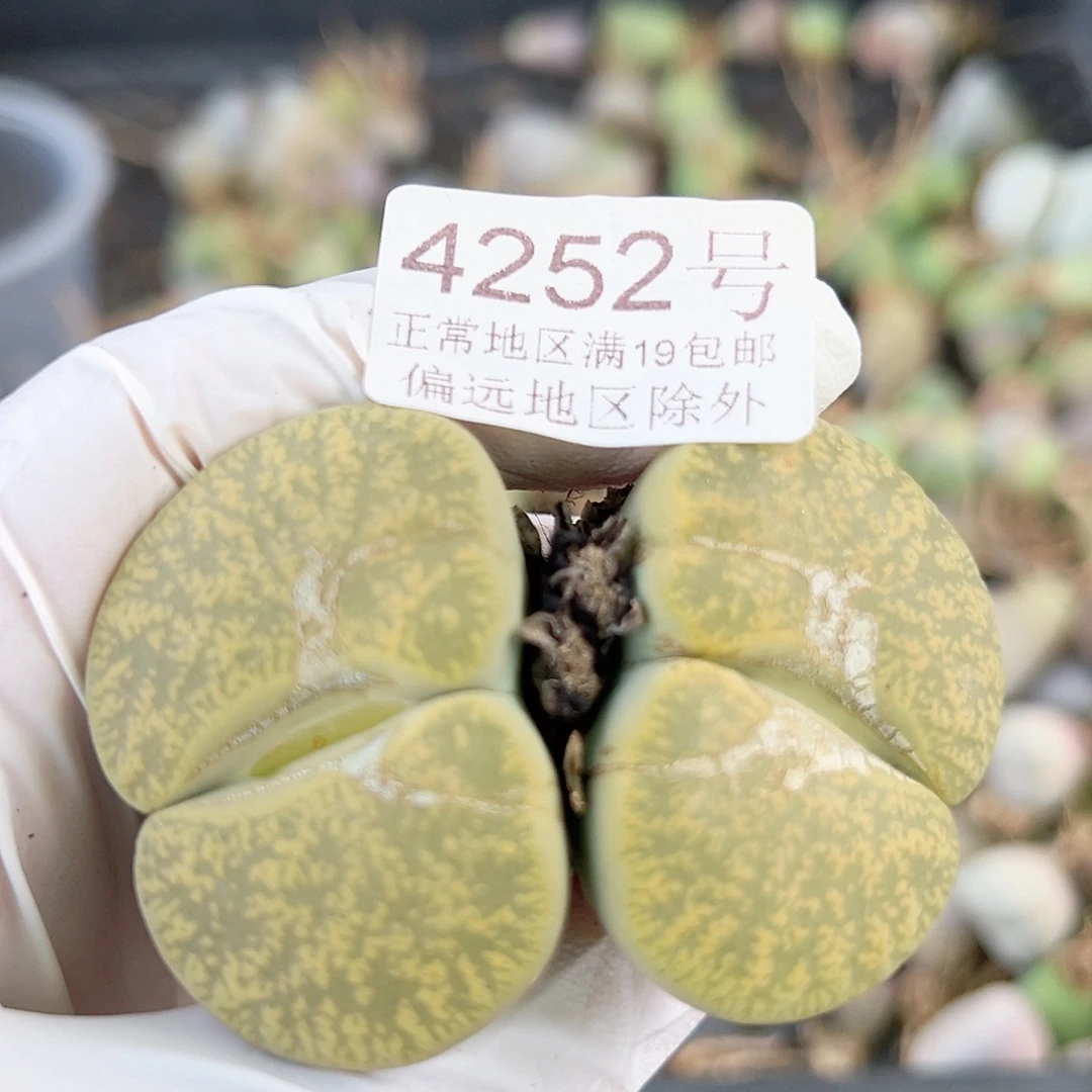 4252 好养易活生石花大母本有疤如图特价