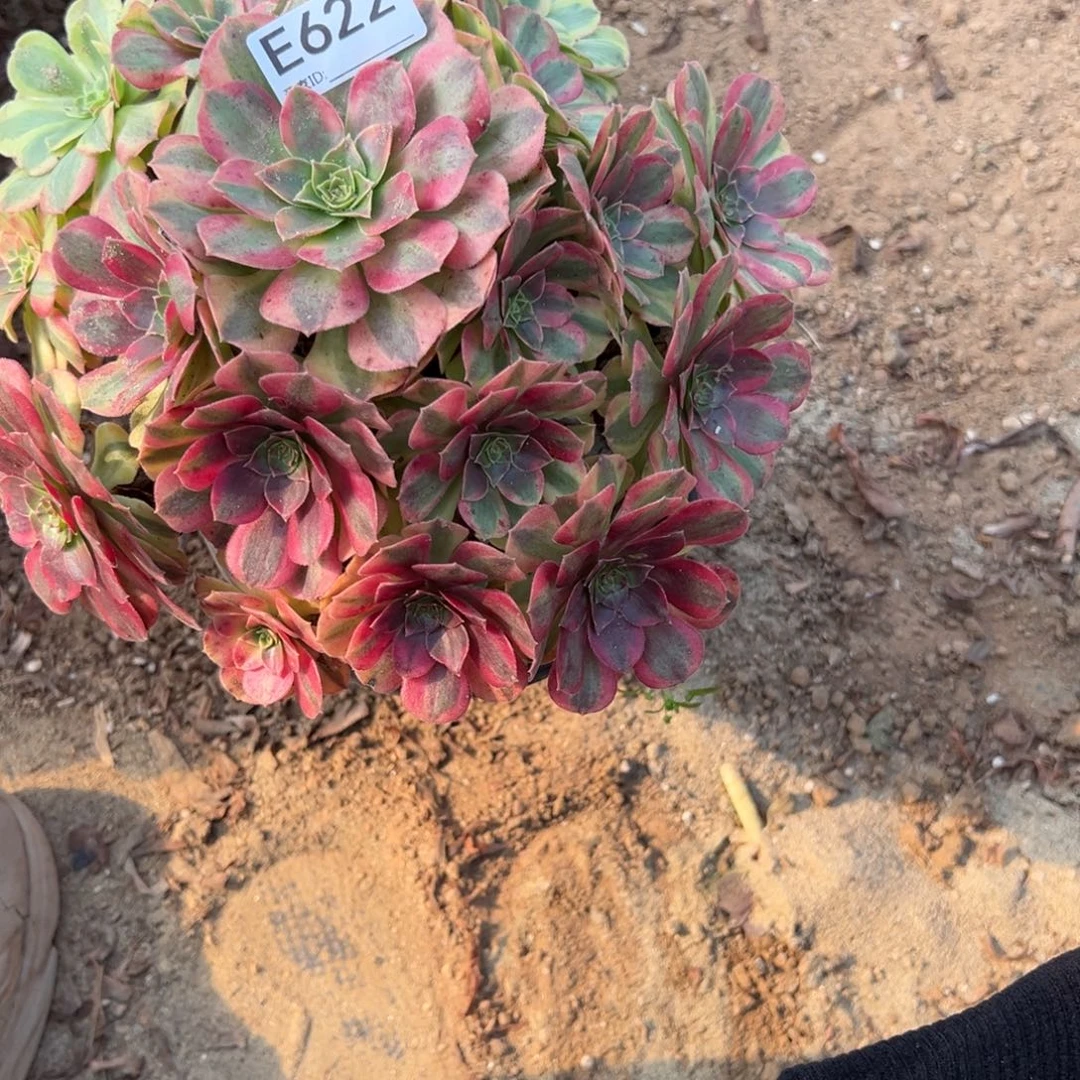 622雨荷多肉植物法师