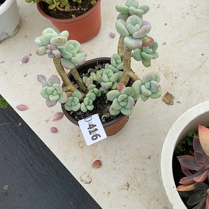 小***五416洛神多肉植物多肉