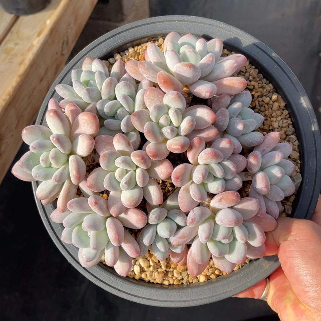 香水大群 一物一拍不支持退换