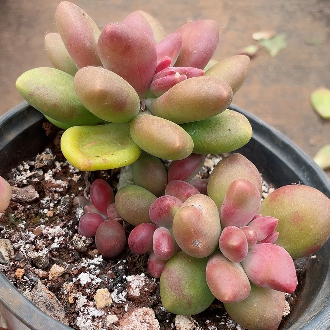 芒果美人特价福利出姑娘最美