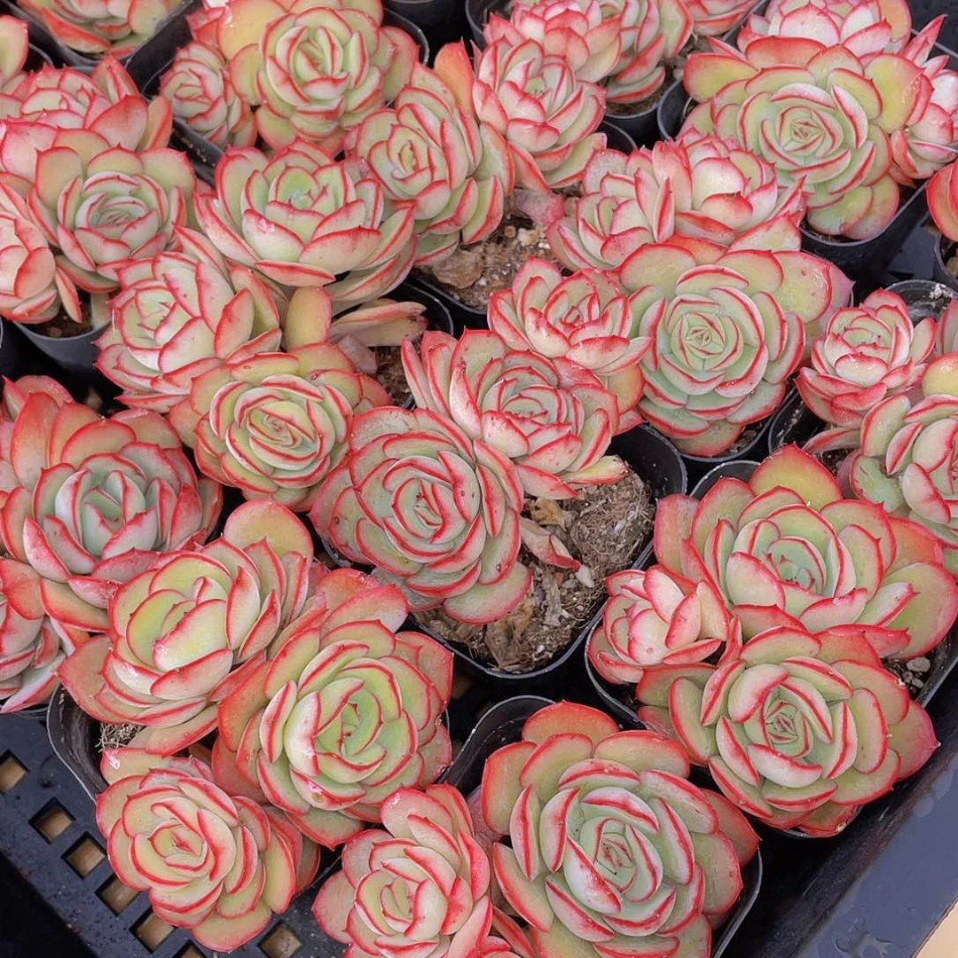 量拍150号 牡丹亭群生一个