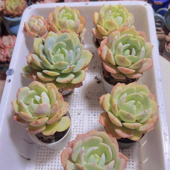 ****蒂框拍一物一拍编号0942