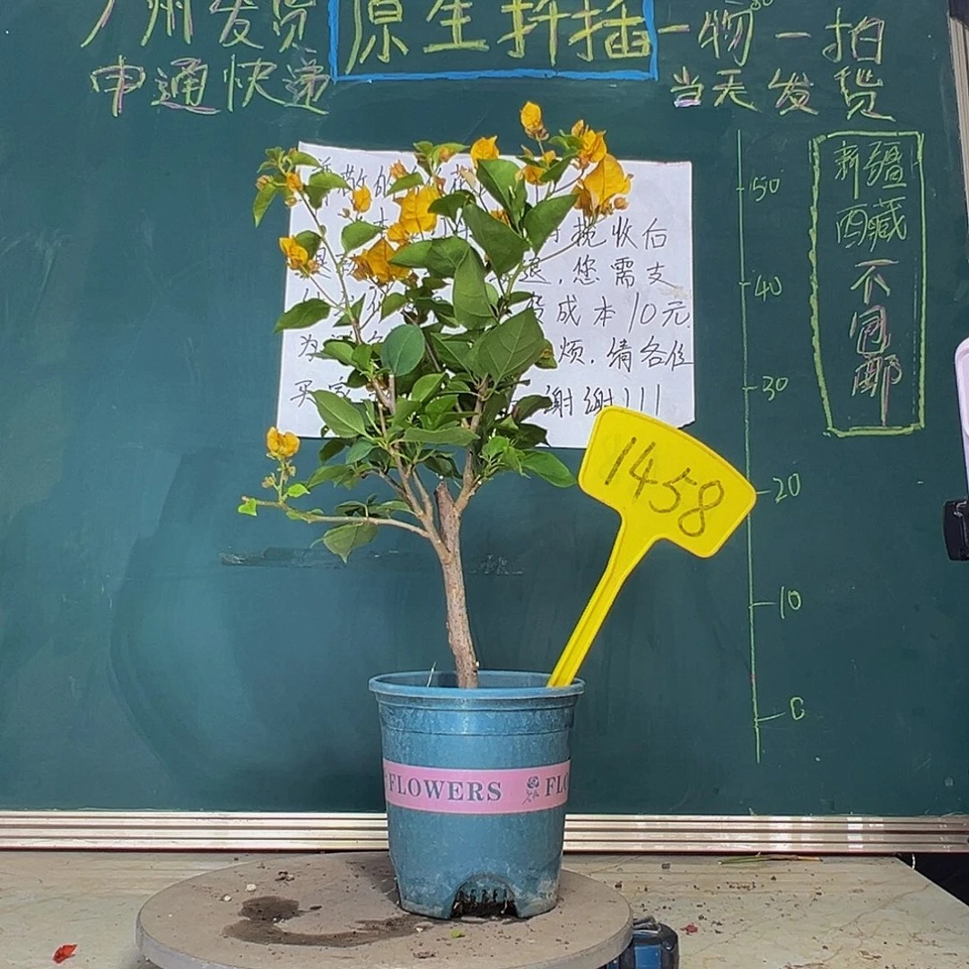 当前无花栽培后可以开花加州黄金1458