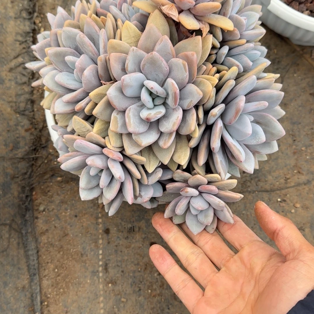 紫***兮一物一拍粉兔群28