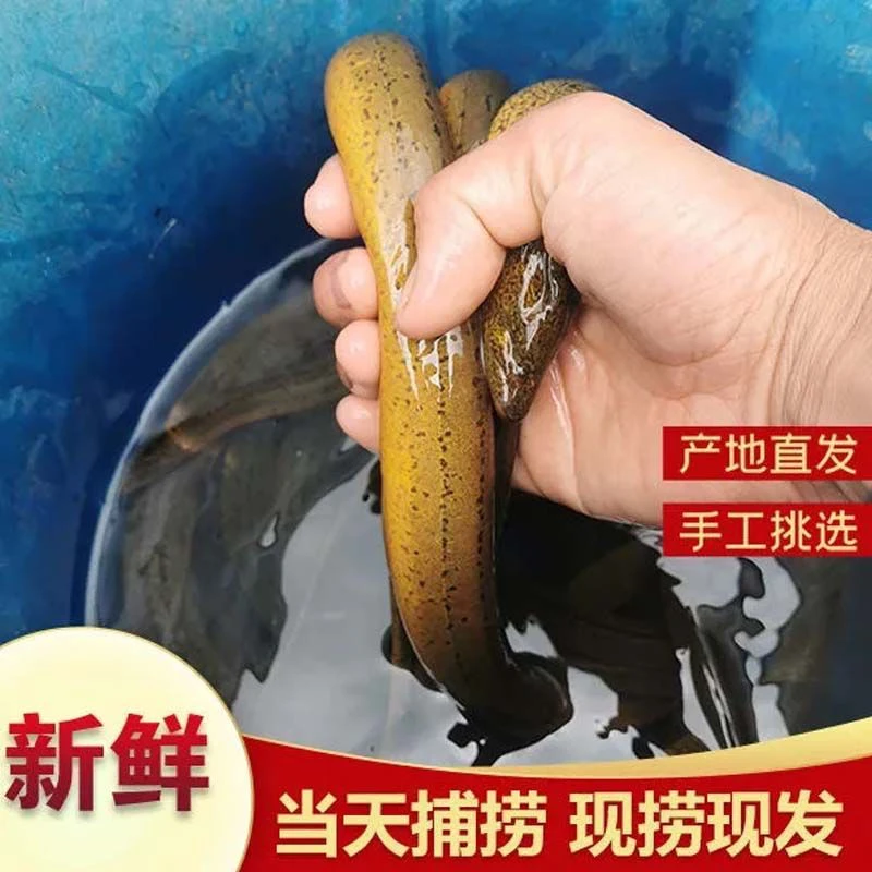 稻田土黄鳝新鲜黄鳝现捕现发包邮包活到家 RJ0