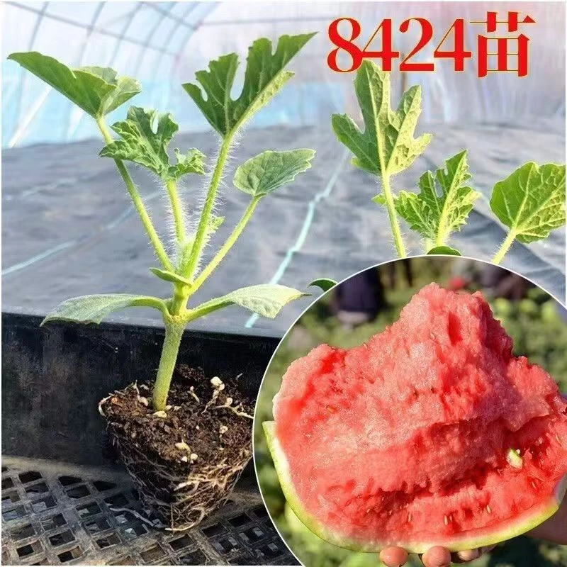 嫁接8424美都西瓜苗脆甜多汁特甜品种