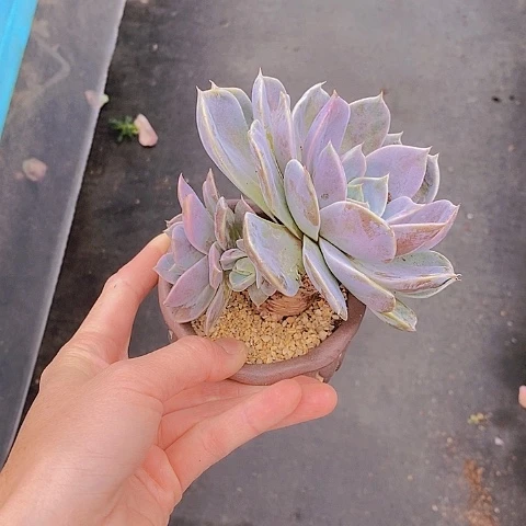 1246多肉植物老桩