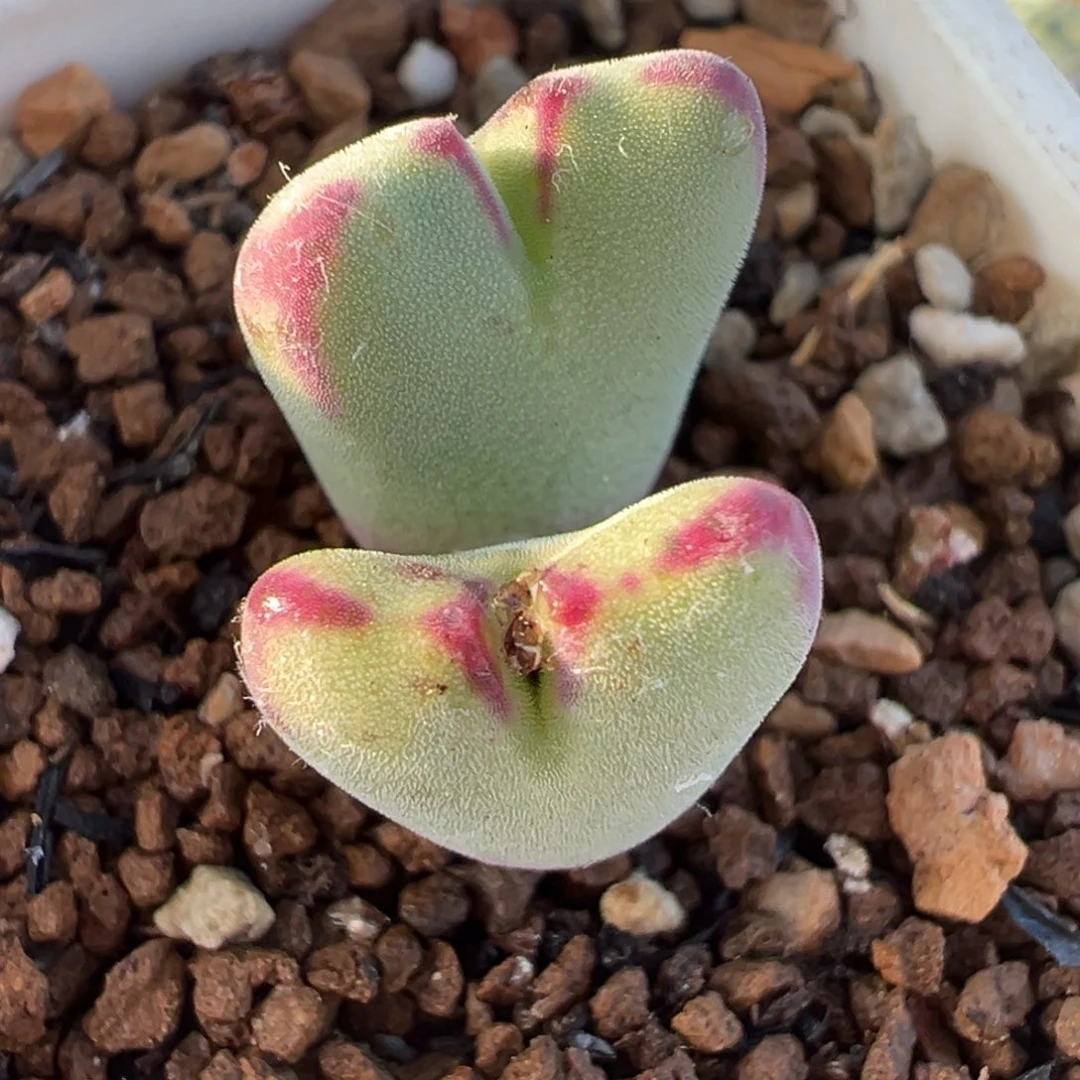024多肉植物种类多样