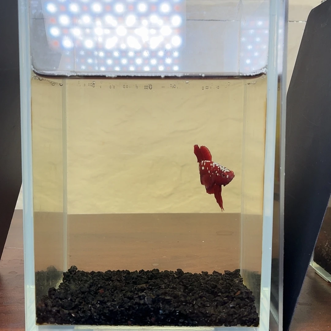 斗鱼彩金将军公鱼