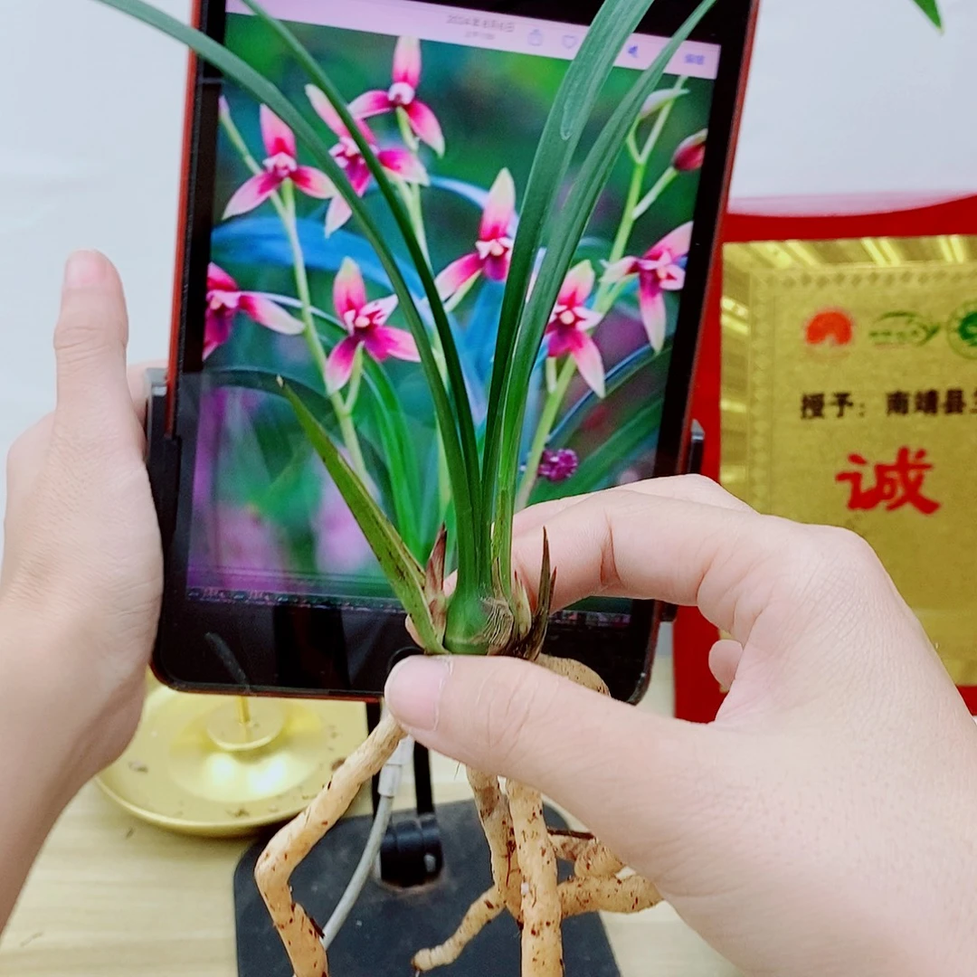 当前无花栽培后可以开花
