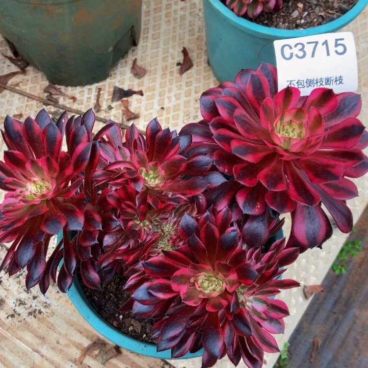 【闪购商品】3715铜壶多肉