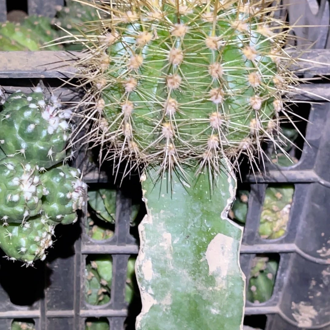 毛花柱 玫瑰 嫁接 无根母球