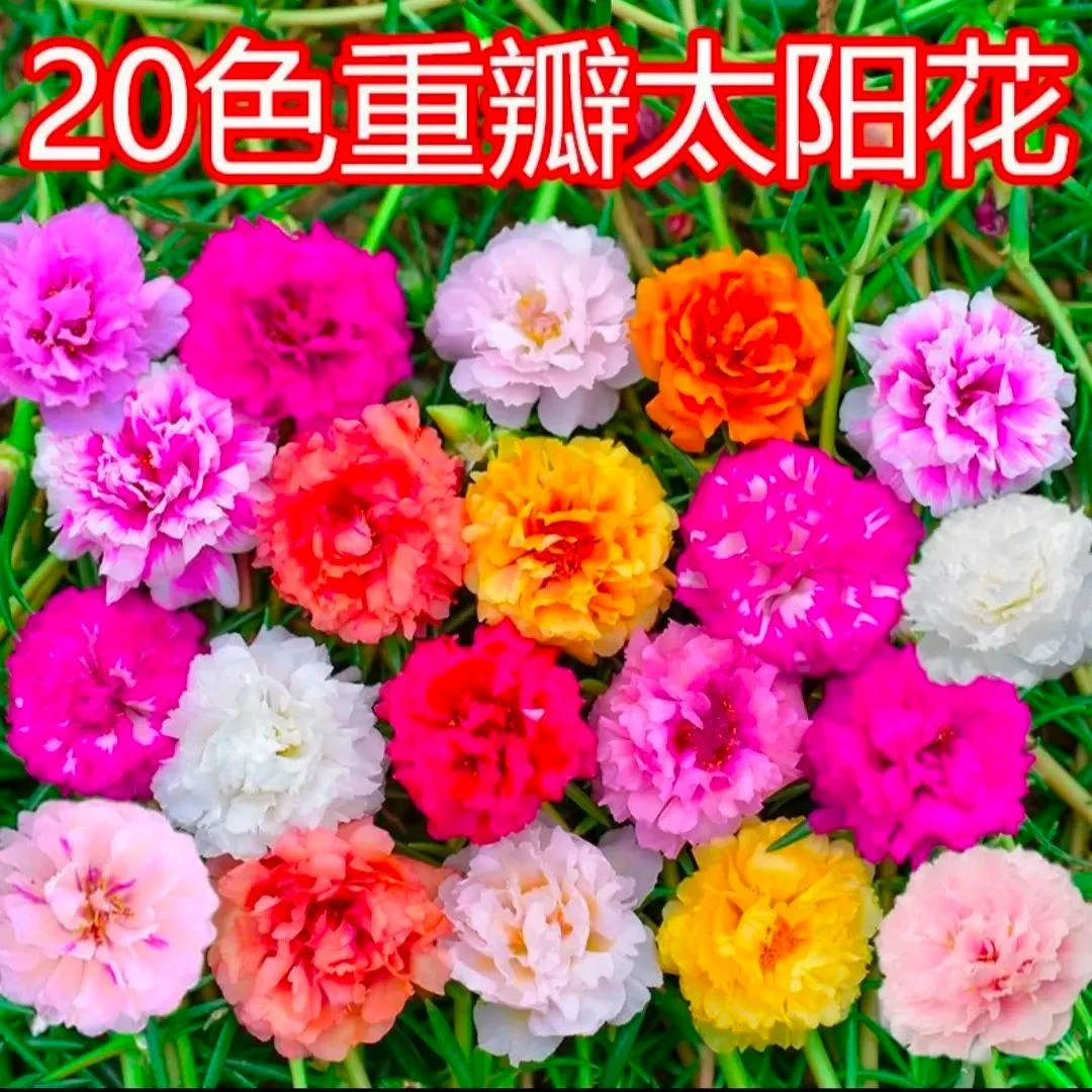 重瓣特大太阳花苗带根带土多色四季开花原盆阳台植物栽种夏季懒人