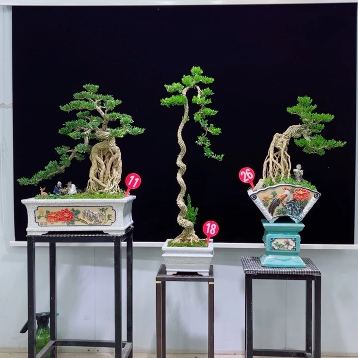 无花朵广东雀舌黄杨