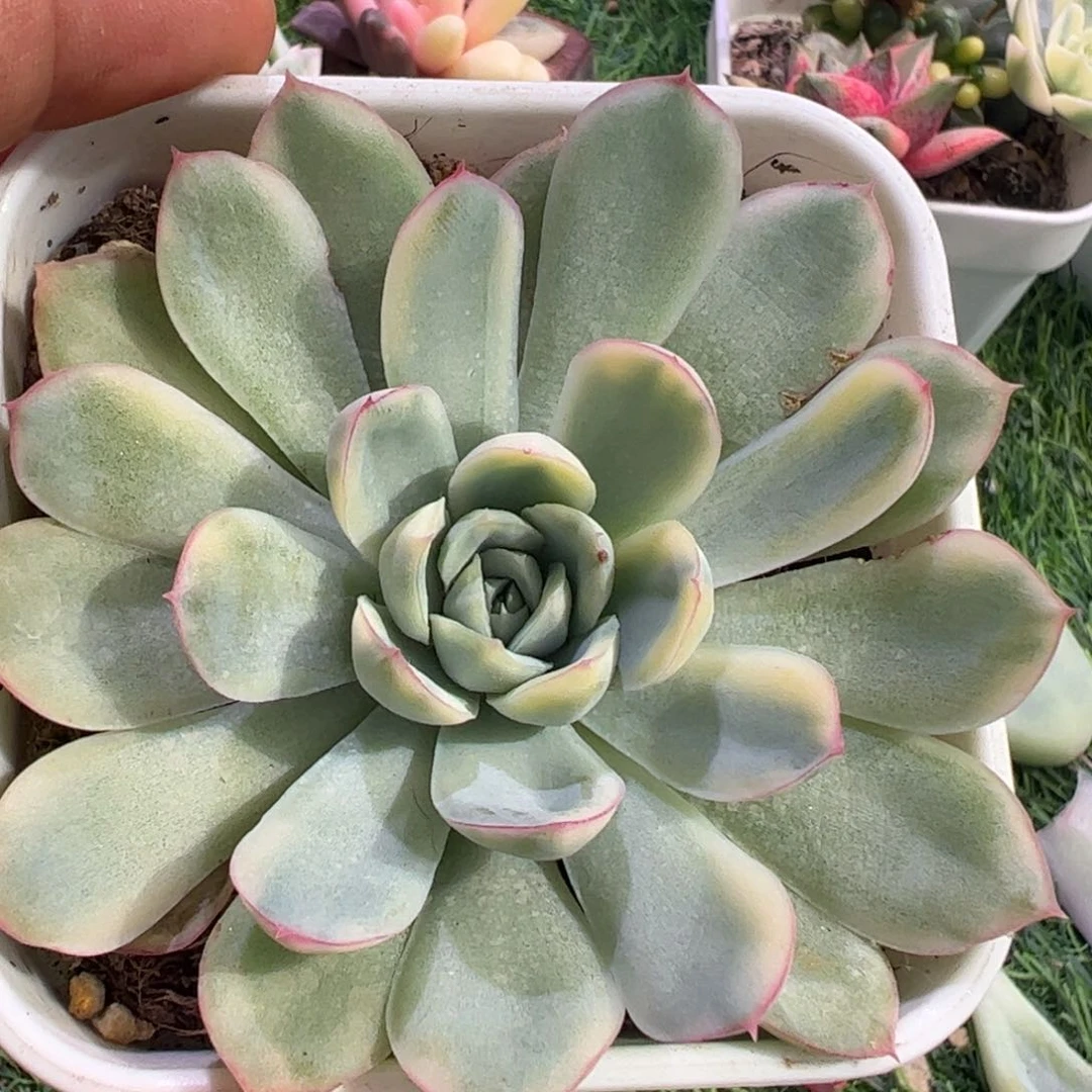 ～**言多肉植物多肉植物