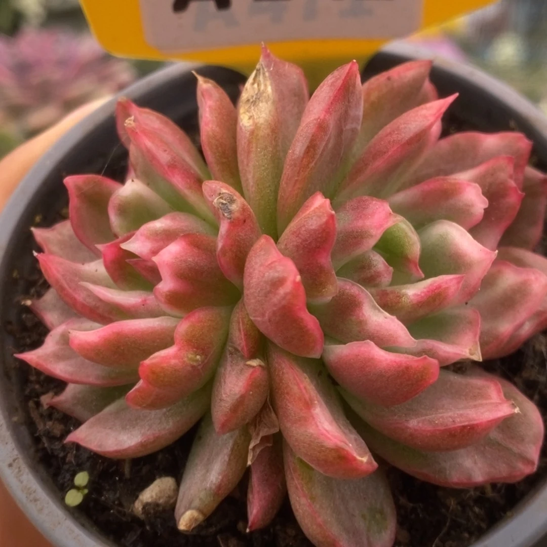 379红舞东云锦锦锦锦锦锦锦