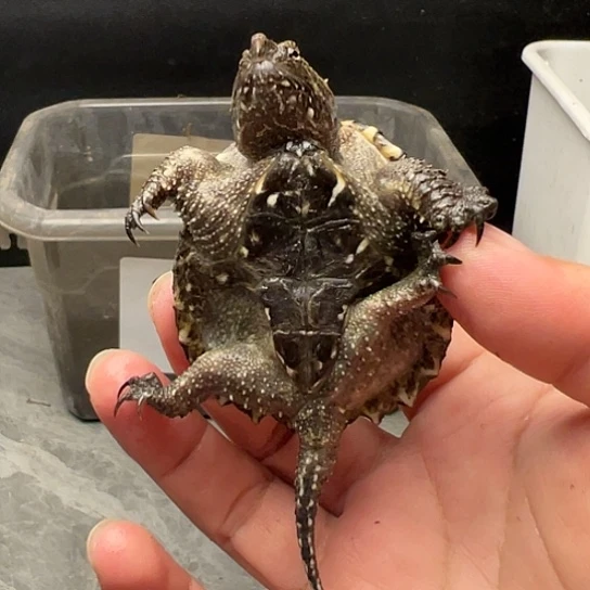 宠物龟公宠物龟炭黑小野面型粗刺5厘米压成全品