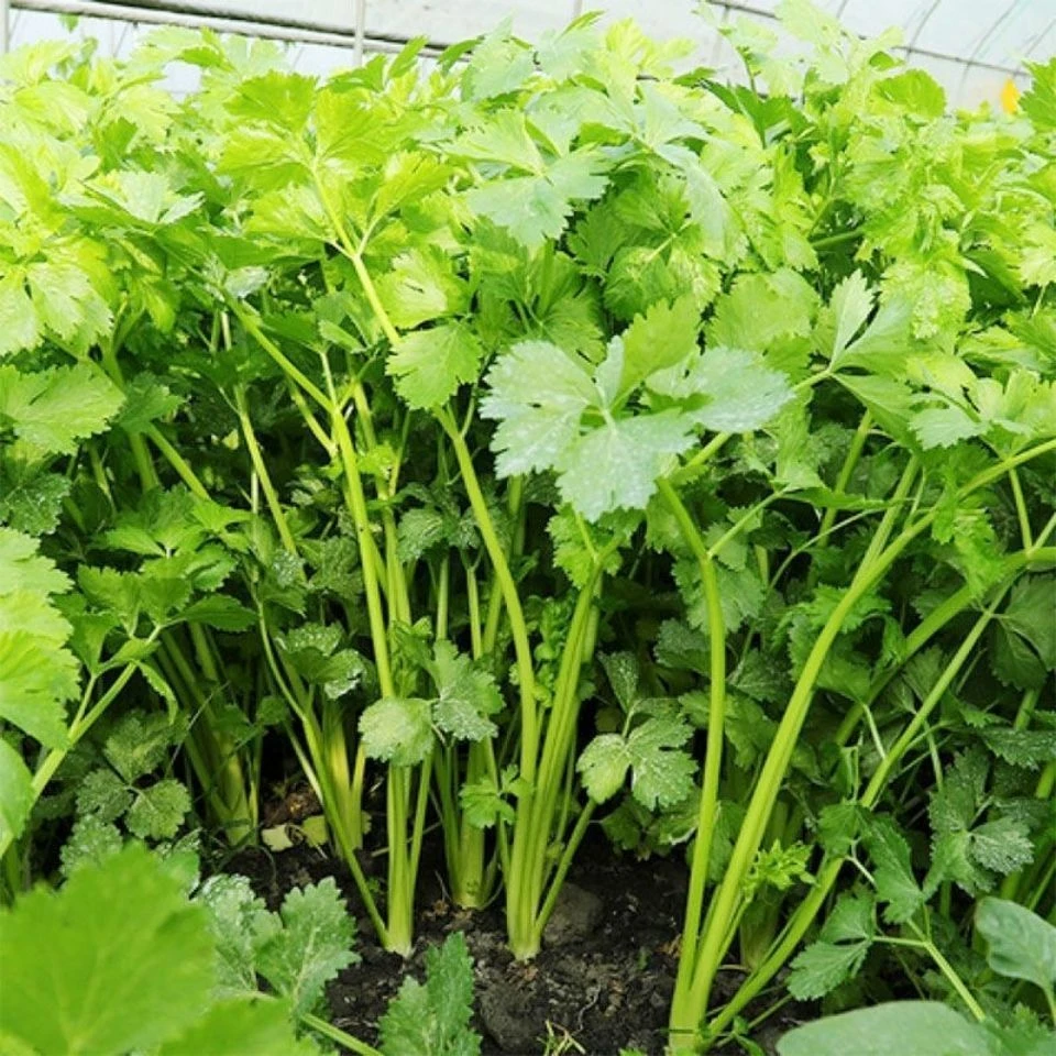 【全店满5元包邮】芹菜种子四季小香芹种子庭院阳台盆栽耐热农家芹