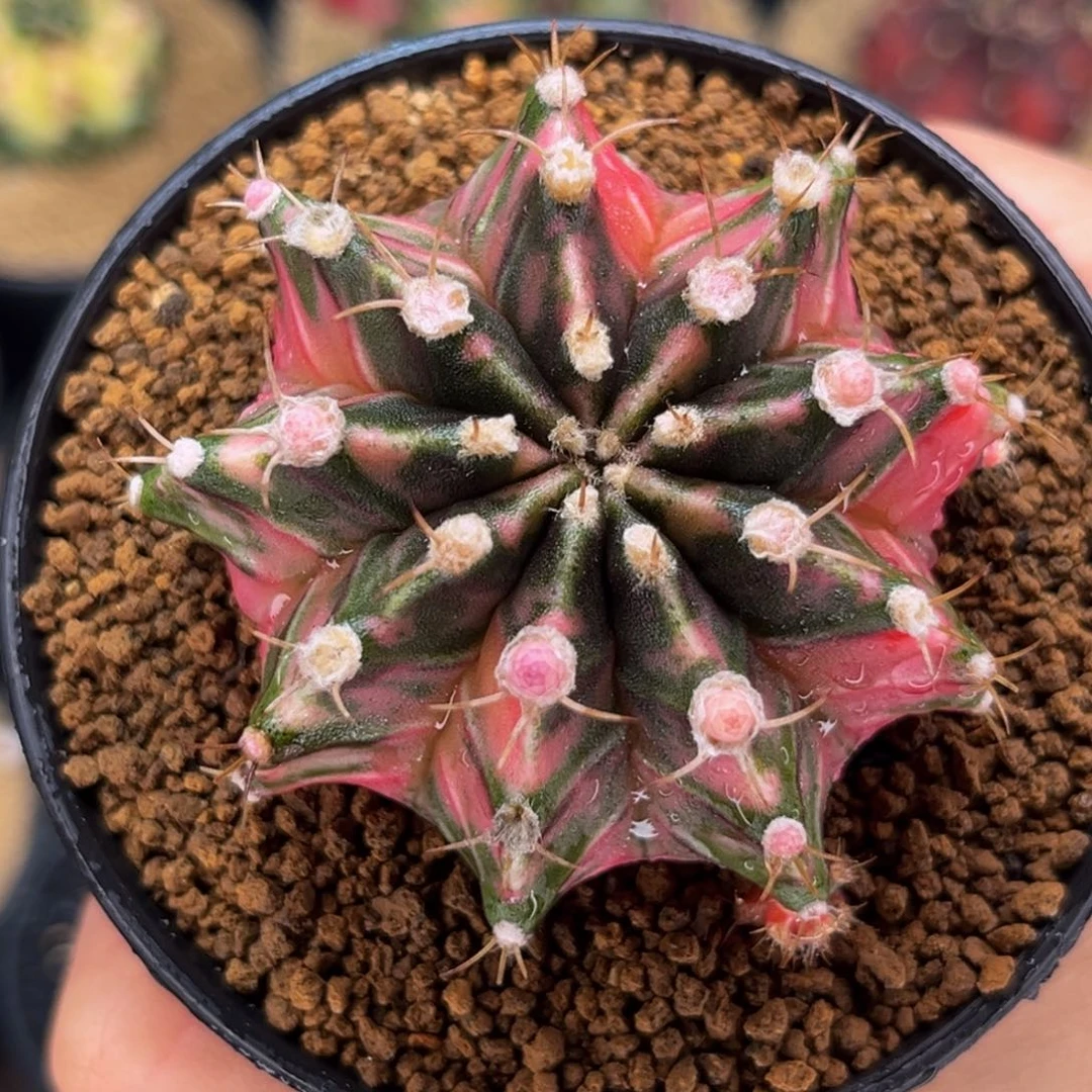 范特西 米哈仙人球